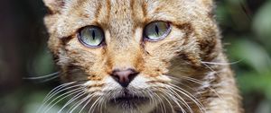 Preview wallpaper wild cat, cat, glance, grass, muzzle