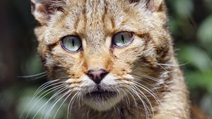 Preview wallpaper wild cat, cat, glance, grass, muzzle