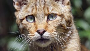 Preview wallpaper wild cat, cat, glance, grass, muzzle