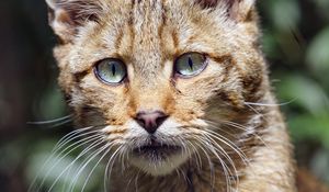 Preview wallpaper wild cat, cat, glance, grass, muzzle