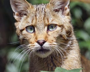 Preview wallpaper wild cat, cat, glance, grass, muzzle