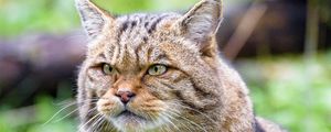 Preview wallpaper wild cat, cat, glance, animal, brown