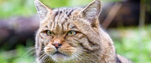 Preview wallpaper wild cat, cat, glance, animal, brown