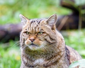 Preview wallpaper wild cat, cat, glance, animal, brown