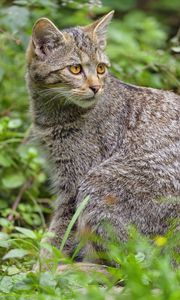 Preview wallpaper wild cat, cat, glance, animal, wildlife