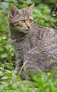 Preview wallpaper wild cat, cat, glance, animal, wildlife