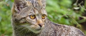 Preview wallpaper wild cat, cat, glance, animal, wildlife