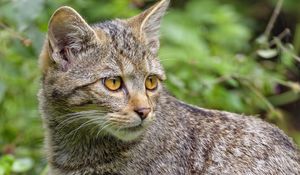 Preview wallpaper wild cat, cat, glance, animal, wildlife