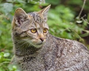 Preview wallpaper wild cat, cat, glance, animal, wildlife