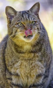 Preview wallpaper wild cat, cat, glance, animal, protruding tongue