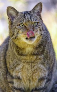 Preview wallpaper wild cat, cat, glance, animal, protruding tongue