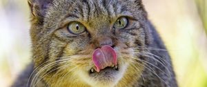 Preview wallpaper wild cat, cat, glance, animal, protruding tongue