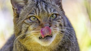 Preview wallpaper wild cat, cat, glance, animal, protruding tongue