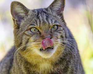 Preview wallpaper wild cat, cat, glance, animal, protruding tongue