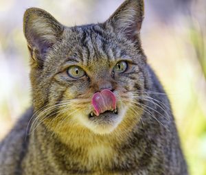 Preview wallpaper wild cat, cat, glance, animal, protruding tongue