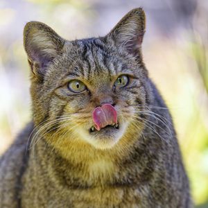 Preview wallpaper wild cat, cat, glance, animal, protruding tongue