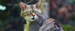 Preview wallpaper wild cat, cat, wildlife, look back