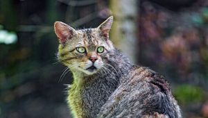 Preview wallpaper wild cat, cat, wildlife, look back