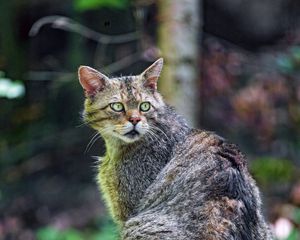 Preview wallpaper wild cat, cat, wildlife, look back