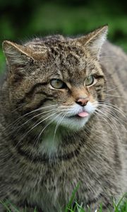 Preview wallpaper wild cat, cat, wildlife, grass