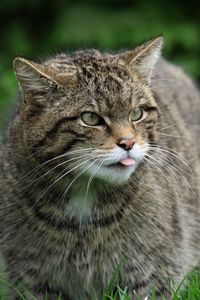 Preview wallpaper wild cat, cat, wildlife, grass