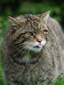 Preview wallpaper wild cat, cat, wildlife, grass