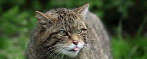 Preview wallpaper wild cat, cat, wildlife, grass