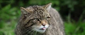 Preview wallpaper wild cat, cat, wildlife, grass