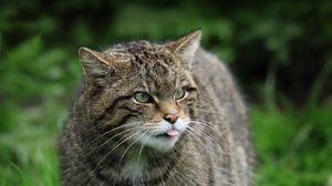 Preview wallpaper wild cat, cat, wildlife, grass