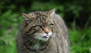 Preview wallpaper wild cat, cat, wildlife, grass