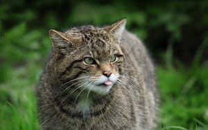 Preview wallpaper wild cat, cat, wildlife, grass