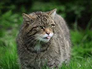 Preview wallpaper wild cat, cat, wildlife, grass