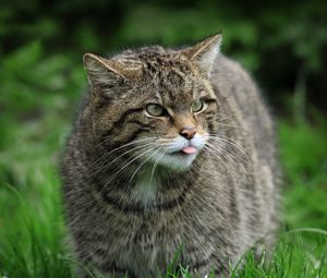 Preview wallpaper wild cat, cat, wildlife, grass