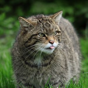 Preview wallpaper wild cat, cat, wildlife, grass