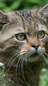 Preview wallpaper wild cat, face, eyes