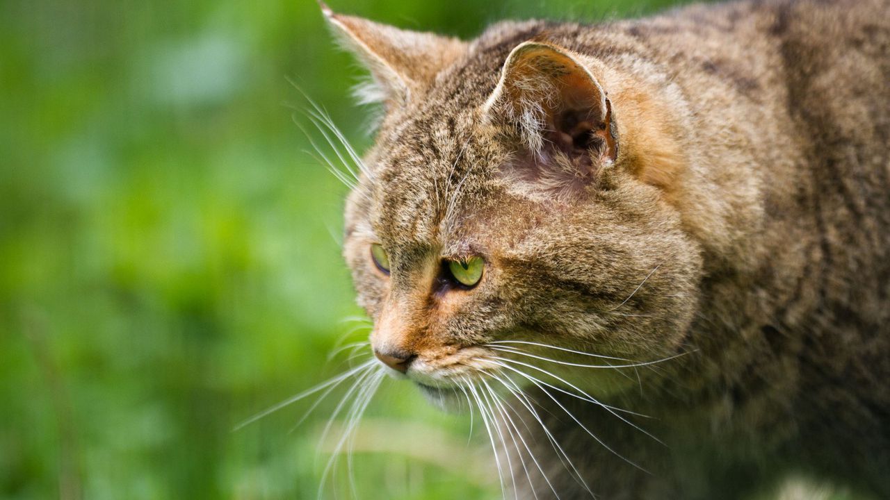Wallpaper wild cat, face, profile
