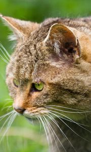 Preview wallpaper wild cat, face, profile