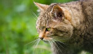 Preview wallpaper wild cat, face, profile