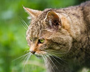 Preview wallpaper wild cat, face, profile