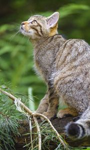 Preview wallpaper wild cat, glance, animal, tree, wildlife