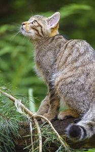 Preview wallpaper wild cat, glance, animal, tree, wildlife