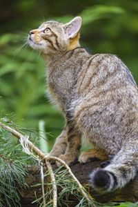 Preview wallpaper wild cat, glance, animal, tree, wildlife