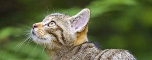 Preview wallpaper wild cat, glance, animal, tree, wildlife