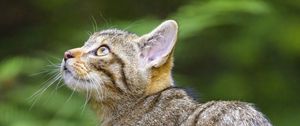 Preview wallpaper wild cat, glance, animal, tree, wildlife