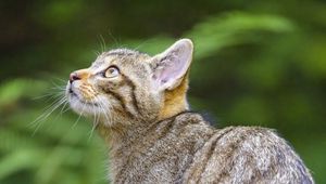 Preview wallpaper wild cat, glance, animal, tree, wildlife