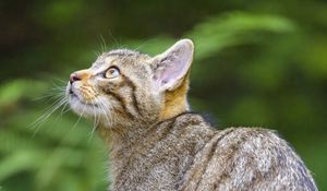 Preview wallpaper wild cat, glance, animal, tree, wildlife