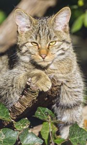 Preview wallpaper wild cat, glance, animal, wildlife