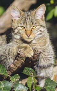 Preview wallpaper wild cat, glance, animal, wildlife