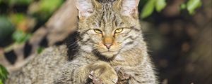Preview wallpaper wild cat, glance, animal, wildlife