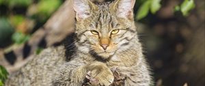 Preview wallpaper wild cat, glance, animal, wildlife